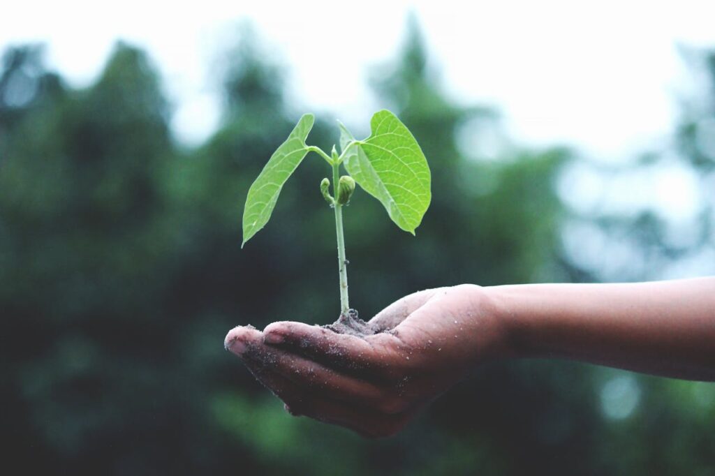 a tree sapling